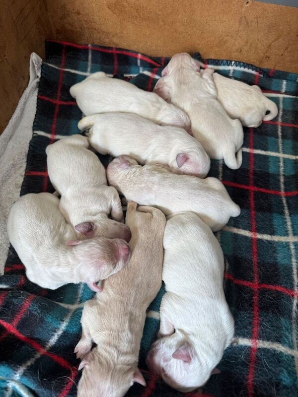 Golden Retriever Pups - Image 3 of 4