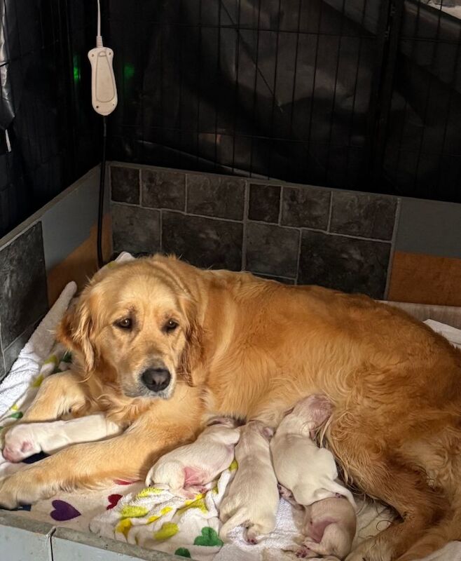 Golden Retriever Pups - Image 4 of 4