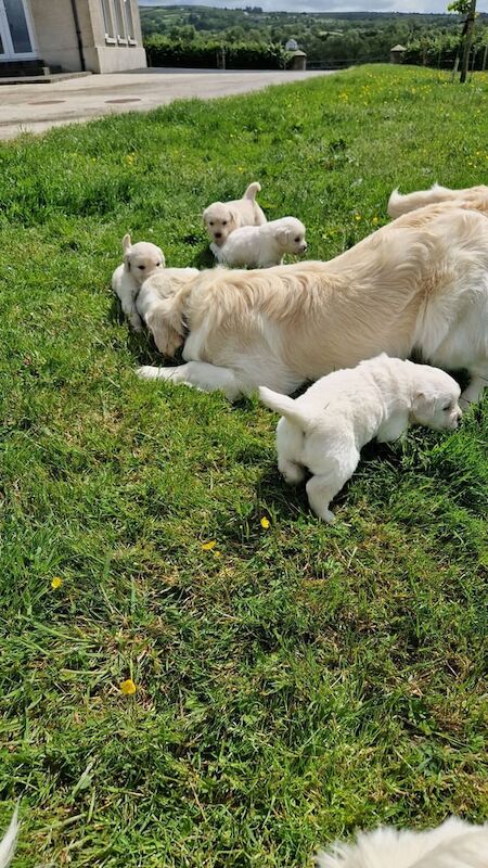 Golden retriever pups for sale in Omagh, County Tyrone
