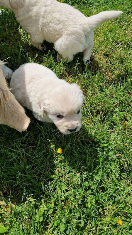 Golden retriever pups for sale in Omagh, County Tyrone | Image 2