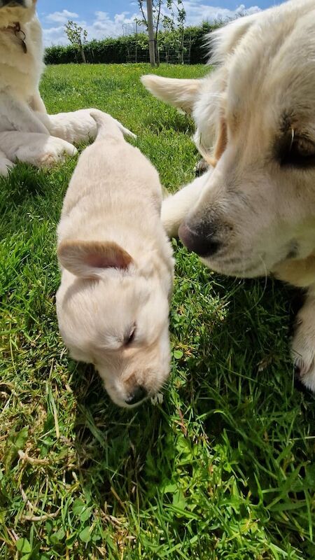 Golden retriever pups for sale in Omagh, County Tyrone | Image 3
