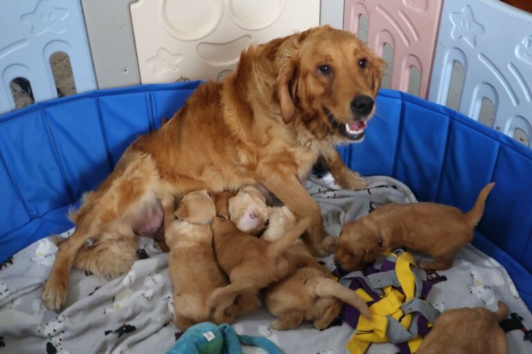 Golden Retriever Pups, Home Raised, KC Registered for sale in Millom, Cumbria