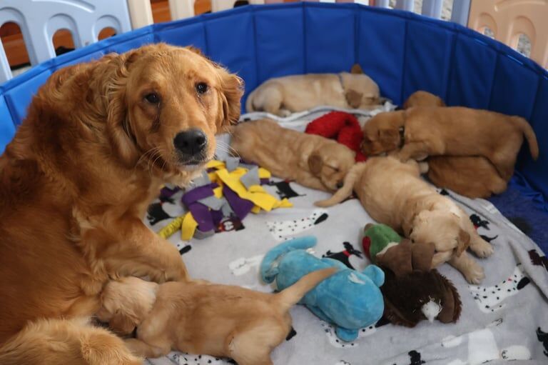 Golden Retriever Pups, Home Raised, KC Registered for sale in Millom, Cumbria | Image 2