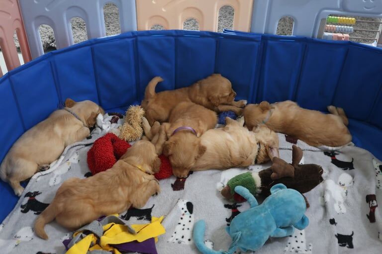 Golden Retriever Pups, Home Raised, KC Registered for sale in Millom, Cumbria | Image 3
