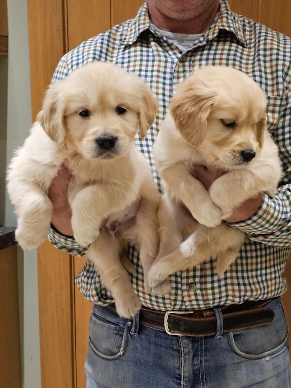 Golden Retriever puppies for sale in Queensferry, City of Edinburgh – KC registered, 3 months old
