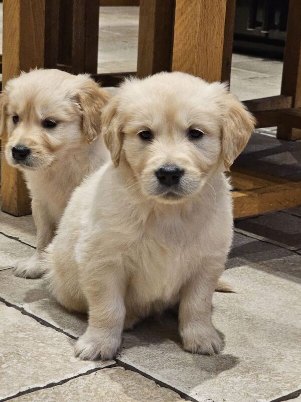 Golden Retriever puppies for sale in Queensferry, City of Edinburgh – KC registered, 3 months old - Image 2 of 5
