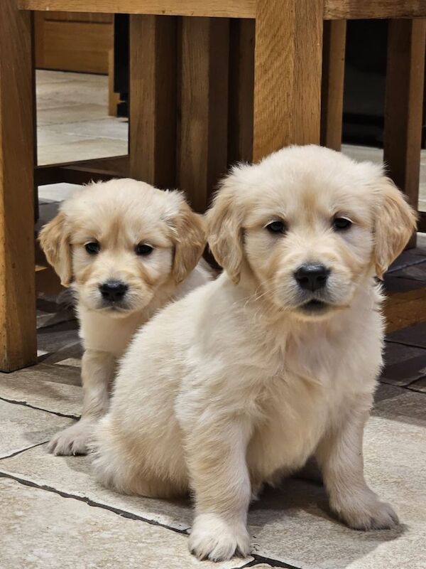 Golden Retriever puppies for sale in Queensferry, City of Edinburgh – KC registered, 3 months old - Image 3 of 5