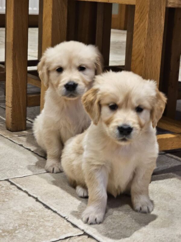 Golden Retriever puppies for sale in Queensferry, City of Edinburgh – KC registered, 3 months old - Image 4 of 5