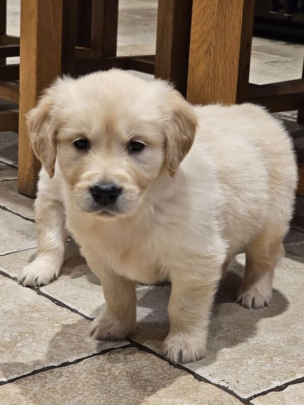 Golden Retriever puppies for sale in Queensferry, City of Edinburgh – KC registered, 3 months old - Image 5 of 5