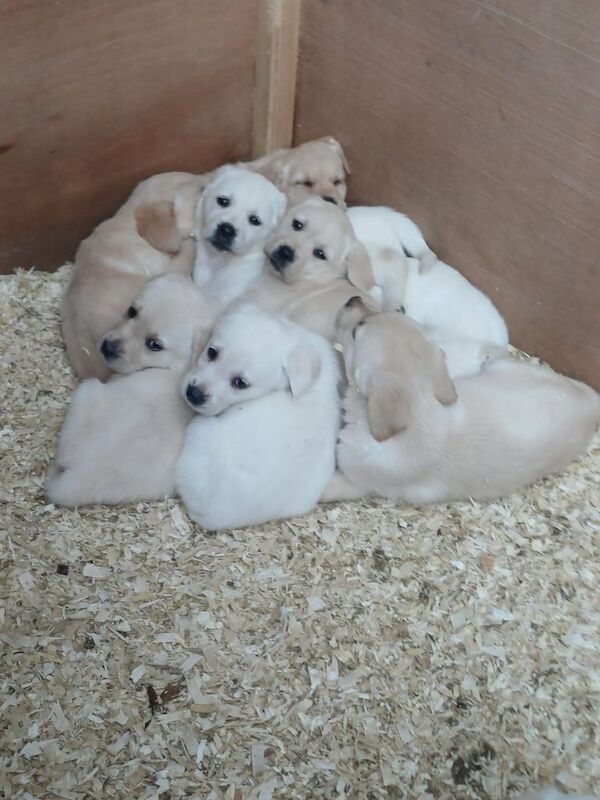 Golden Retriever puppies for sale in Armagh, County Armagh – 11 weeks old - Image 2 of 3