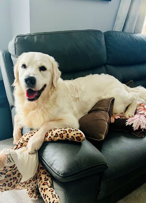 Golden Retriever stud dog for stud in High Wycombe, Buckinghamshire – 1 year old