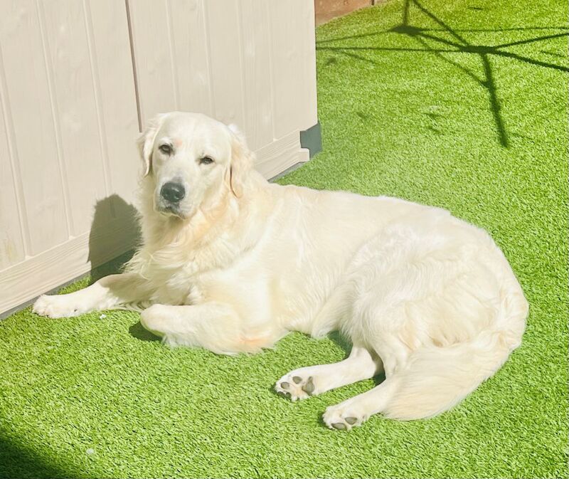 Golden Retriever Stud Available for sale in High Wycombe, Buckinghamshire | Image 2