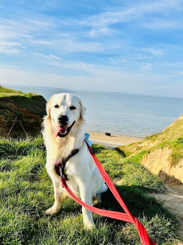 Golden Retriever Stud Available for sale in High Wycombe, Buckinghamshire - Image 3