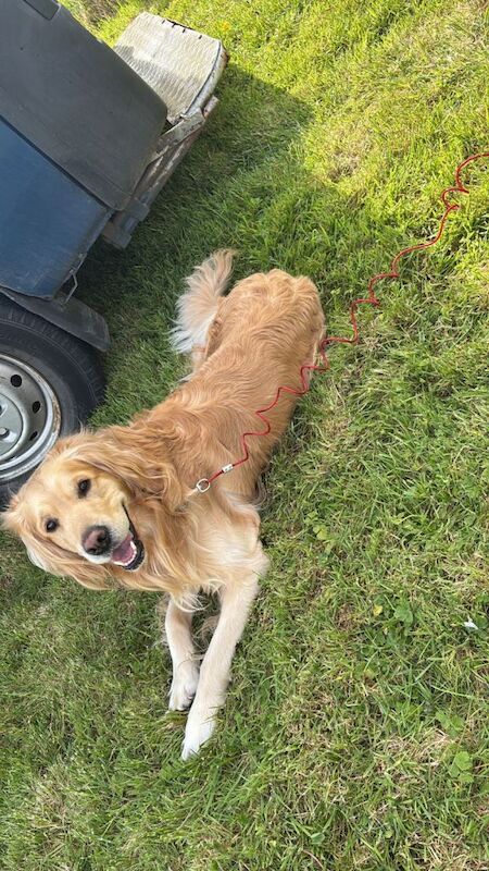 Golden retriever x Cockapoo