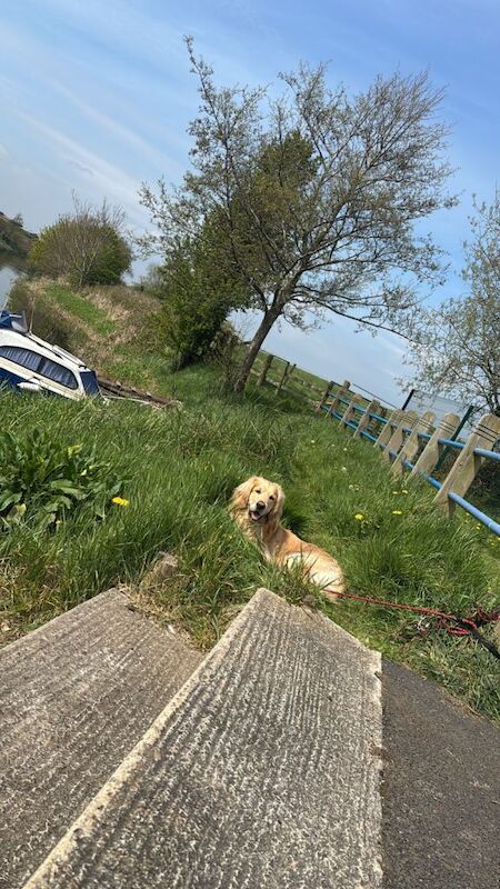 Golden retriever x Cockapoo - Image 2 of 4