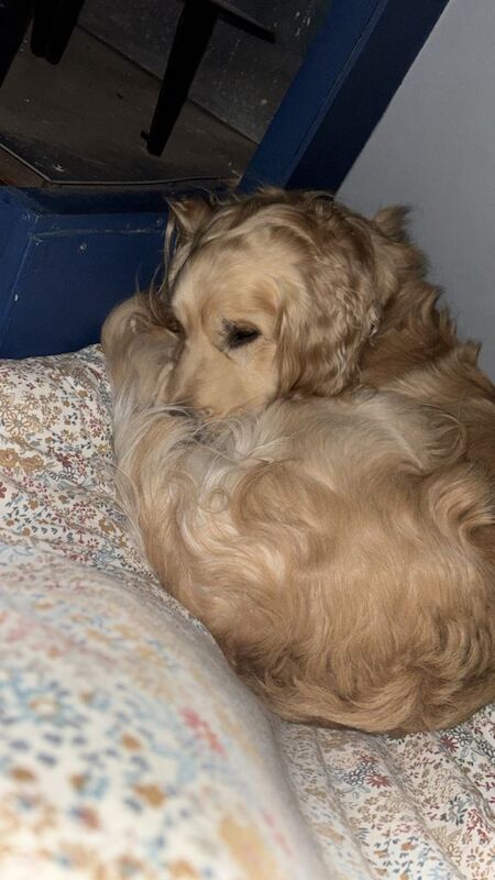 Golden retriever x Cockapoo - Image 3 of 4