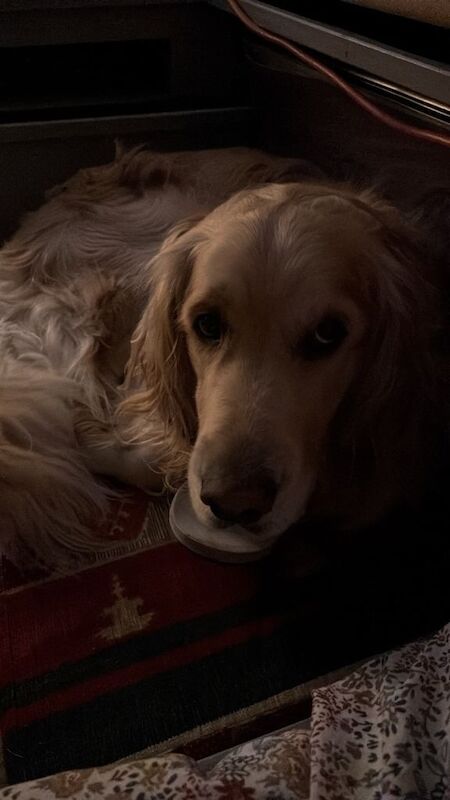 Golden retriever x Cockapoo - Image 4 of 4