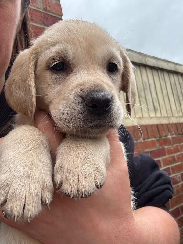 Golden Retriever puppies for sale in Stoke-on-Trent, Staffordshire – 6 weeks old