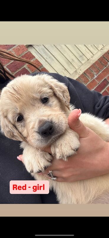 Golden Retriever puppies for sale in Stoke-on-Trent, Staffordshire – 9 weeks old - Image 2 of 3