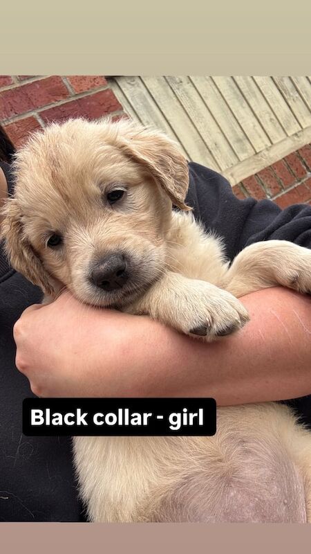Golden Retriever puppies for sale in Stoke-on-Trent, Staffordshire – 9 weeks old - Image 3 of 3
