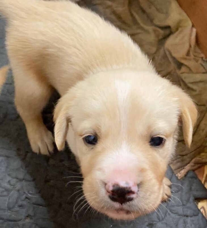 Golden Retriever puppies for sale in Ballymena, County Antrim – 5 weeks old