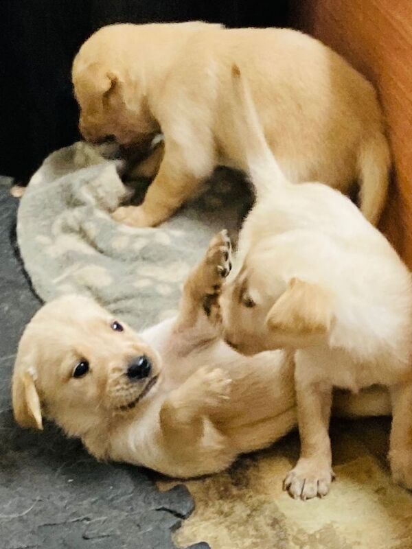 Golden Retriever puppies for sale in Ballymena, County Antrim – 5 weeks old - Image 2 of 4
