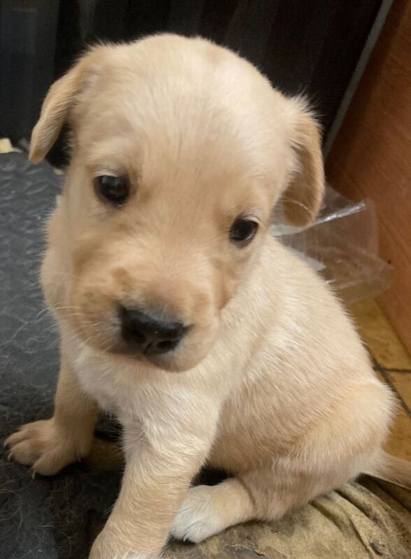 Golden Retriever puppies for sale in Ballymena, County Antrim – 5 weeks old - Image 3 of 4