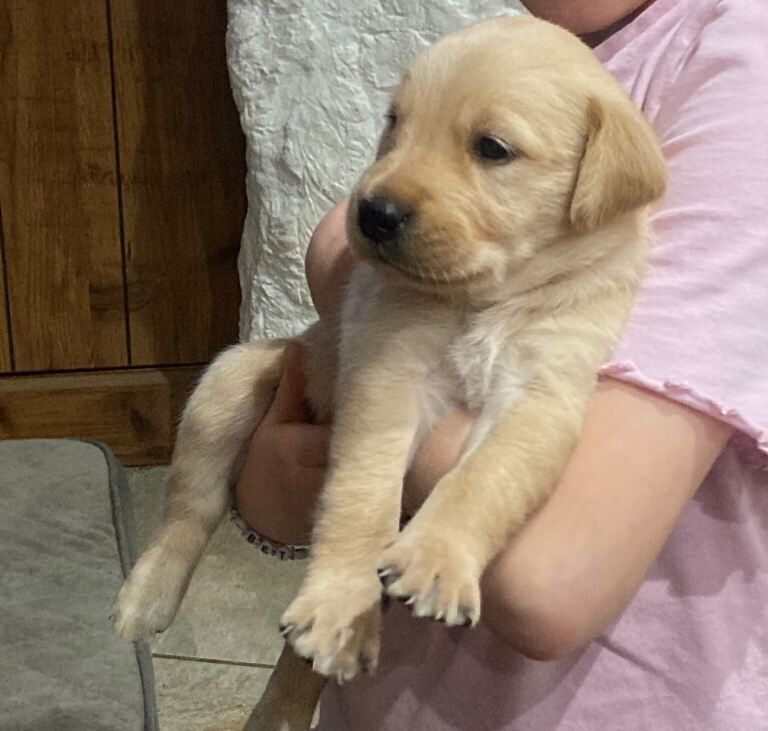 Golden Retriever puppies for sale in Ballymena, County Antrim – 5 weeks old - Image 4 of 4