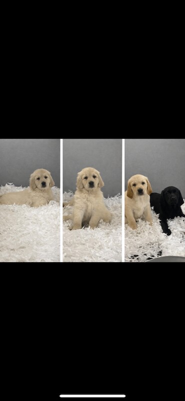 Golden Retriever puppies for sale in South Elmsall, West Yorkshire – KC registered, 8 weeks old