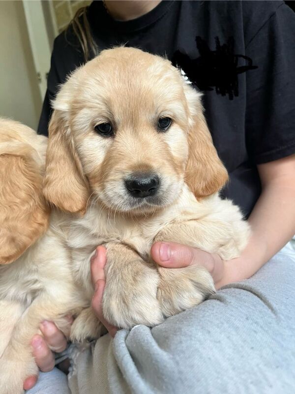 Golden Retriever x Labrador (goldador) - Image 2 of 3