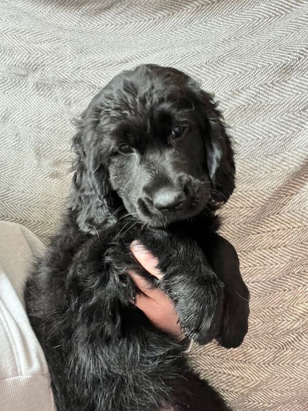 Golden Retriever x Labrador (goldador) - Image 3 of 3