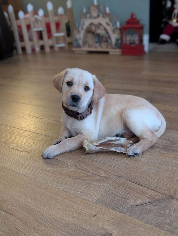 Golden Retriever puppies for sale in Newtownabbey, County Antrim – 9 weeks old