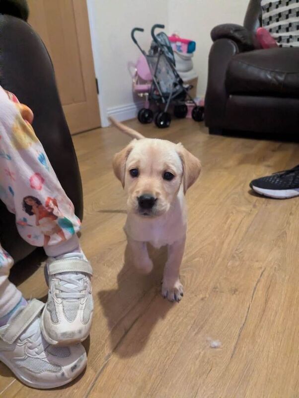 Golden Retriever puppies for sale in Newtownabbey, County Antrim – 10 weeks old - Image 2 of 6