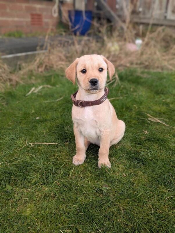 Golden Retriever puppies for sale in Newtownabbey, County Antrim – 10 weeks old - Image 3 of 6