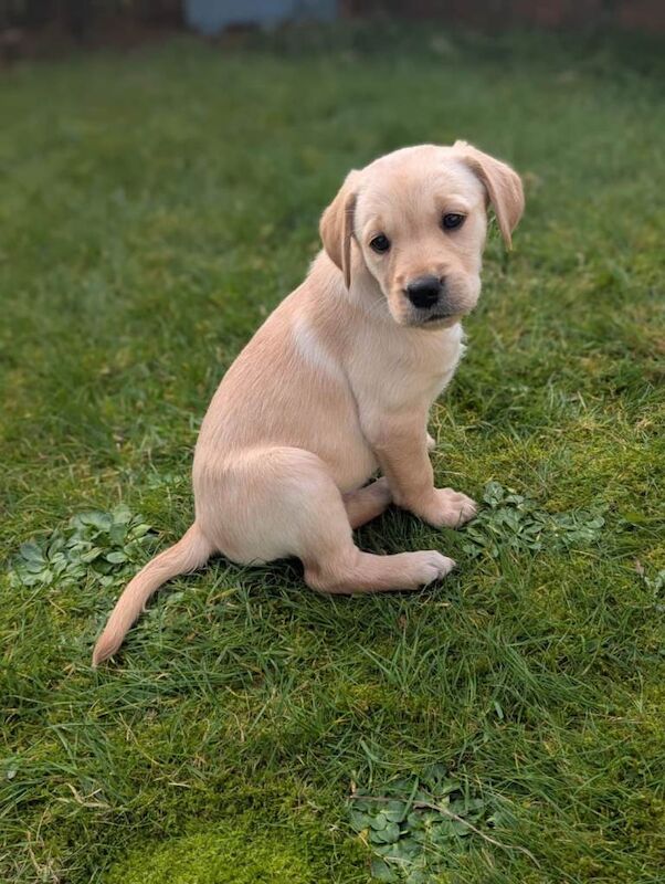 Golden Retriever puppies for sale in Newtownabbey, County Antrim – 10 weeks old - Image 4 of 6