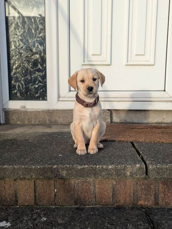 Golden Retriever puppies for sale in Newtownabbey, County Antrim – 10 weeks old - Image 6 of 6