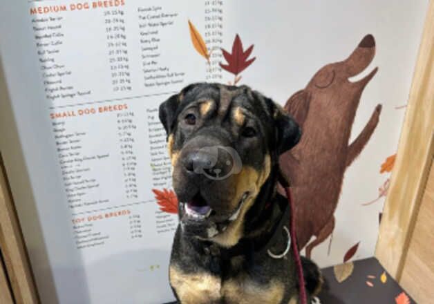 Golden Retriever puppies for sale in Ringwood, Hampshire – 3 years old - Image 1 of 5