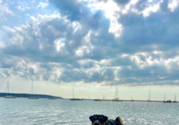 Golden Retriever puppies for sale in Ringwood, Hampshire – 3 years old - Image 3 of 5