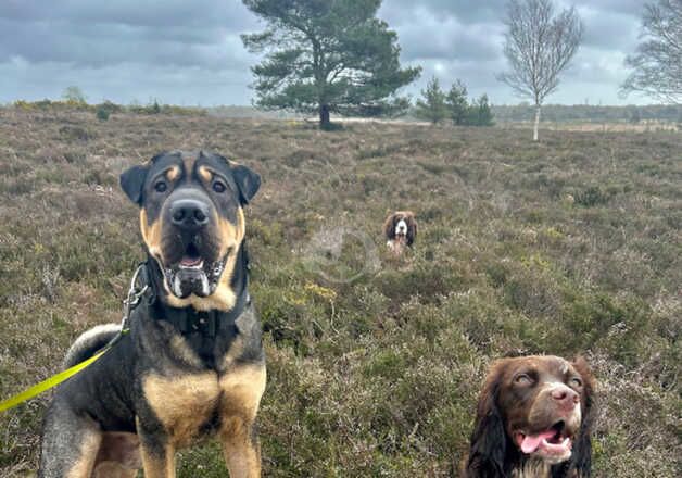 Golden Retriever puppies for sale in Ringwood, Hampshire – 3 years old - Image 5 of 5