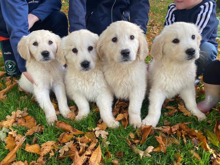 Golden Retriever puppies for sale in Dungannon, County Tyrone – 10 weeks old