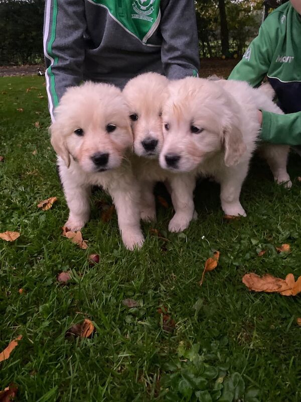 Golden Retriever puppies for sale in Dungannon, County Tyrone – 11 weeks old - Image 2 of 6