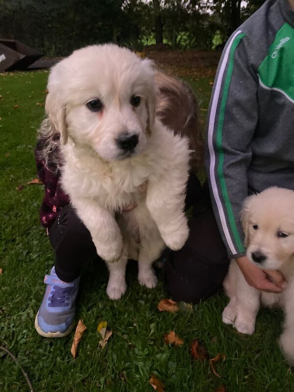 Golden Retriever puppies for sale in Dungannon, County Tyrone – 11 weeks old - Image 3 of 6