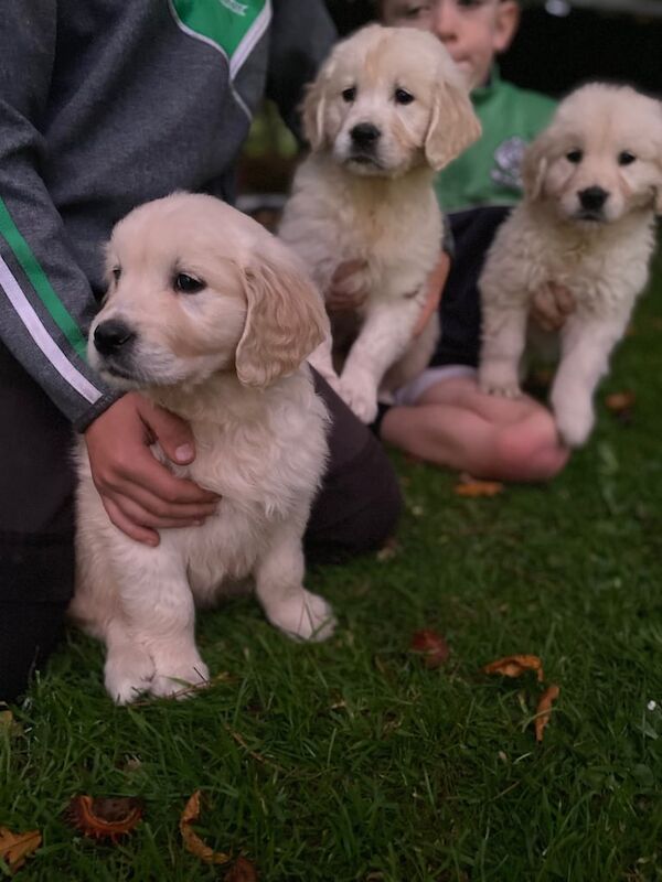Golden Retriever puppies for sale in Dungannon, County Tyrone – 11 weeks old - Image 4 of 6