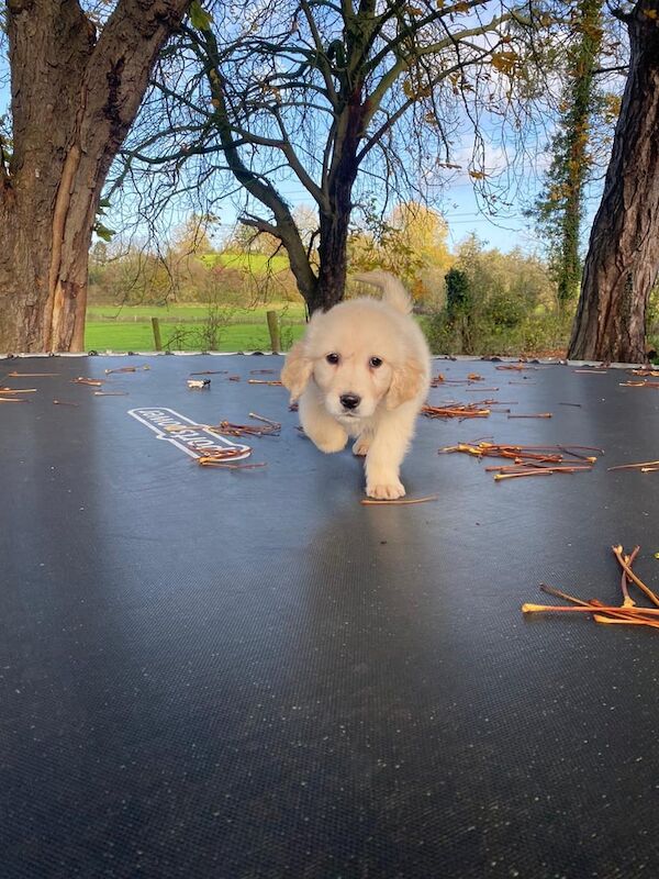 Golden Retriever puppies for sale in Dungannon, County Tyrone – 11 weeks old - Image 6 of 6