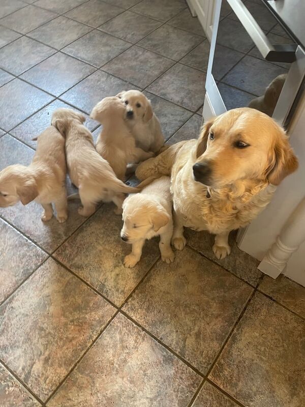 Golden Retriever puppies for sale in Crossmaglen, County Armagh – 8 weeks old