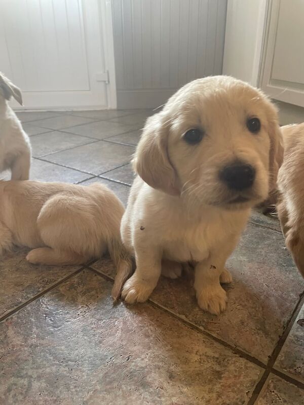 Golden Retriever puppies for sale in Crossmaglen, County Armagh – 8 weeks old - Image 2 of 3