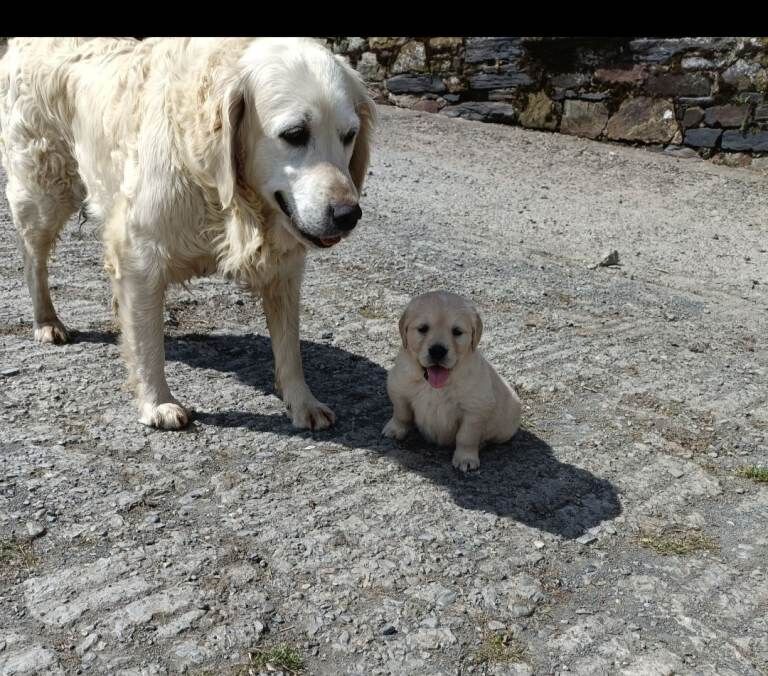 Health Tested Golden Retriever Puppies For Sale