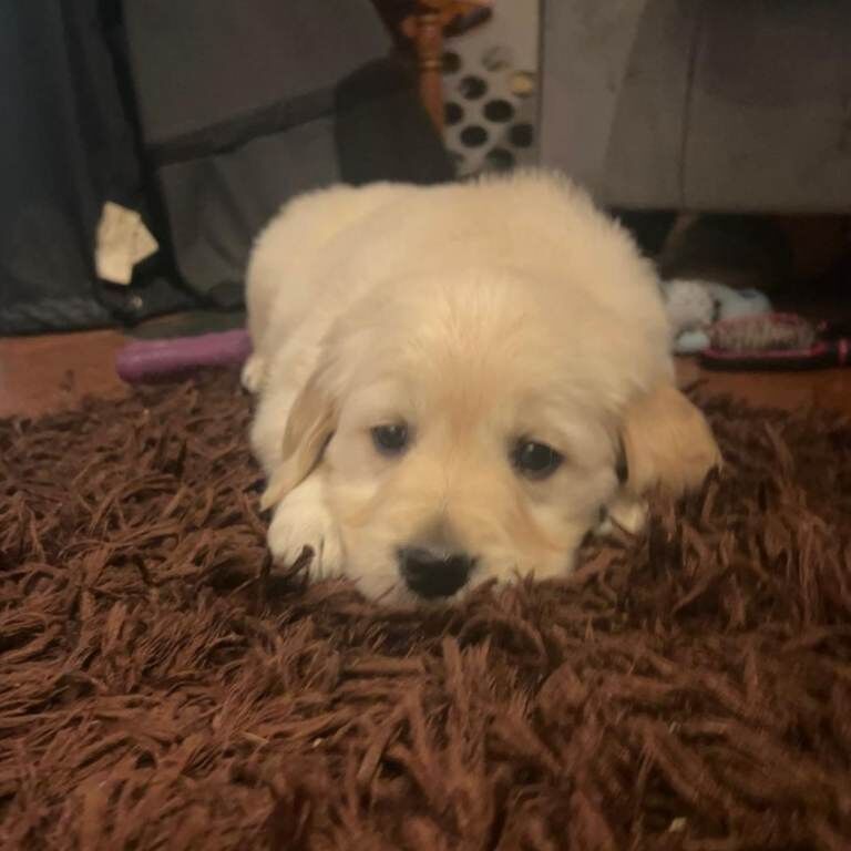 Golden Retriever puppies for sale in Newcastle Emlyn / Castell Newydd Emlyn, Dyfed – 11 weeks old - Image 2 of 5