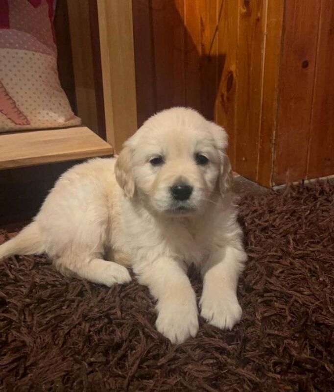 Golden Retriever puppies for sale in Newcastle Emlyn / Castell Newydd Emlyn, Dyfed – 11 weeks old - Image 3 of 5