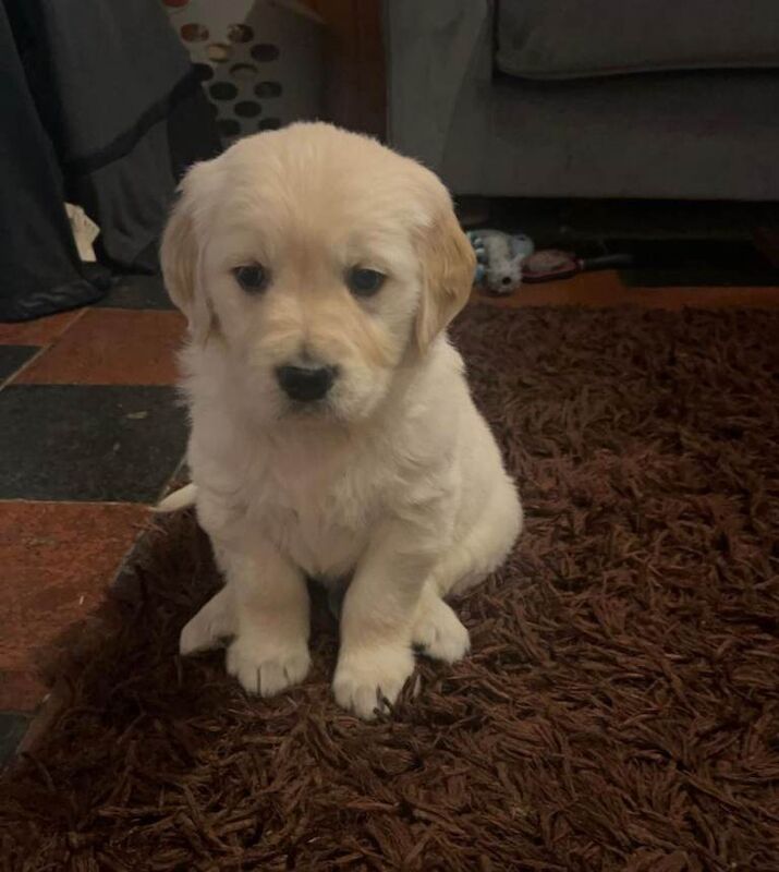 Golden Retriever puppies for sale in Newcastle Emlyn / Castell Newydd Emlyn, Dyfed – 11 weeks old - Image 4 of 5